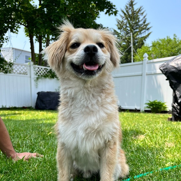 Meet your Posher, Milo - Picture 4 of 4